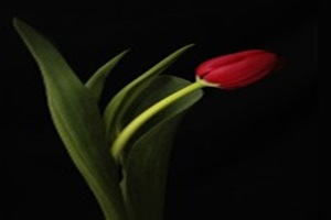 SON GE��C� ELMASI VE HR YAZILIMI